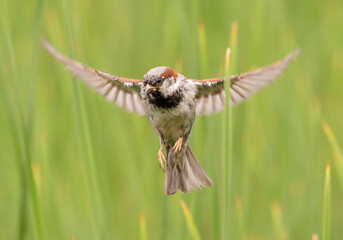 House sparrow in flight withe green background
