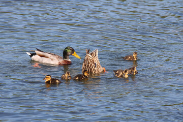 Stockente / Mallard / Anas platyrhynchos.