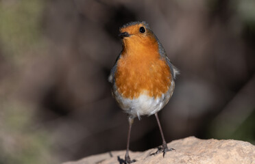 European Robin (Erithacus rubecula) perching on a rock
