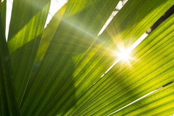 Sunlight shines through the leaves for background
