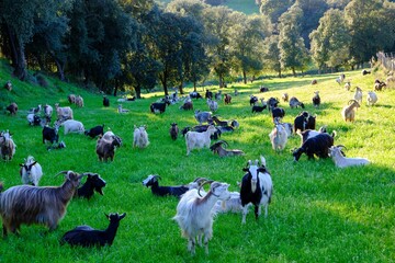 Beautiful Shot Goats Grazing The
