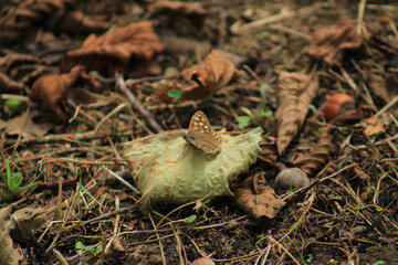 speckled wood butterfly macro photo