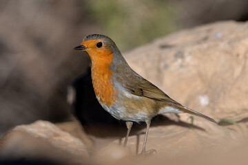 European Robin (Erithacus rubecula) perching on a rock
