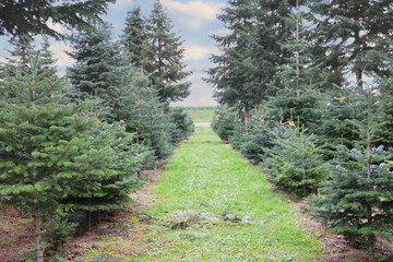 Christmas tree market in europe, green bio fir christma trees for sale during holiday season