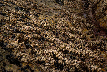 Barnacles colony by the sea at low tide
