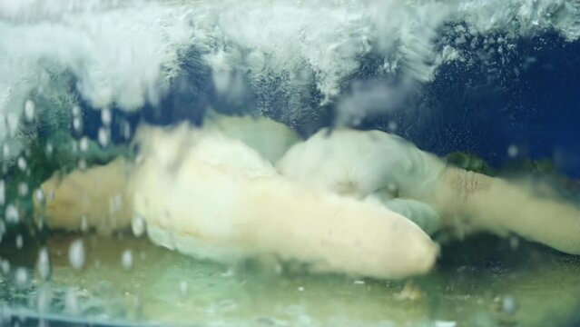 Closeup of Geoducks in an aquarium