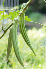 Closeup of Okra vegetable still hanging on the plant.