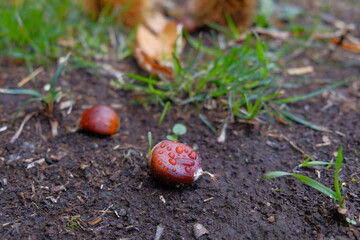 mushrooms in the forest