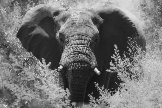 Eléphant dans la réserve de Kruger Park 