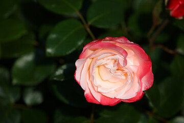 Rose / Rose / Rosa