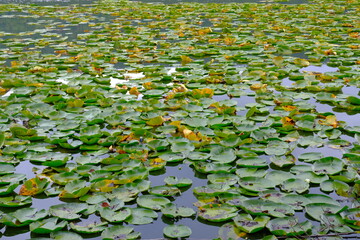 lilies in the pond