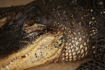 Mississippi-Alligator oder Hechtalligator / American alligator / Alligator mississippiensis