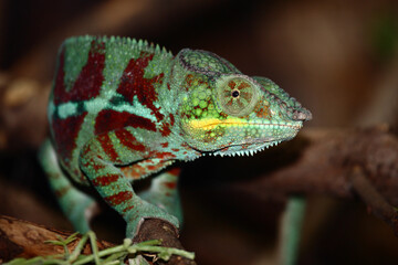 Pantherchamäleon / Panther chameleon / Furcifer pardalis.