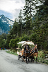 Horse-drawn carriage on a road in the mountains