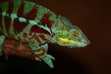 Pantherchamäleon / Panther chameleon / Furcifer pardalis.