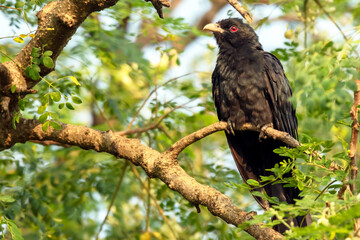 Asian Koel on the tree