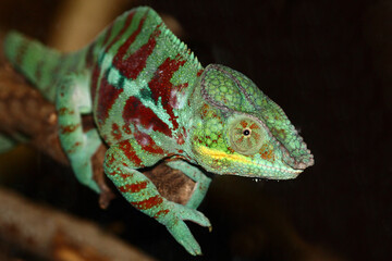 Pantherchamäleon / Panther chameleon / Furcifer pardalis.