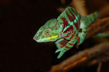Pantherchamäleon / Panther chameleon / Furcifer pardalis.