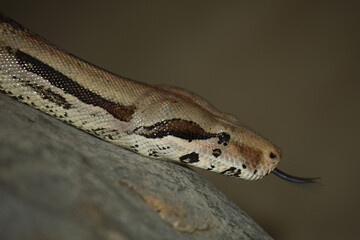 Dunkler Tigerpython / Burmese python / Python molurus bivittatus.