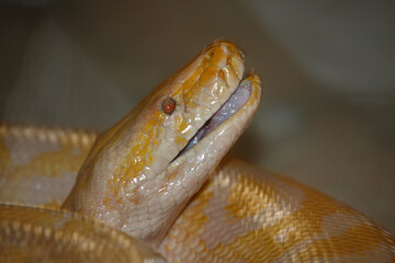 Dunkler Tigerpython / Burmese python / Python molurus bivittatus.