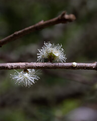 Exotic flower. Jabuticaba season. Species Plinia cauliflora. Jaboticaba fruit blooming on the tree. Jabuticaba is the native Brazilian grape tree.