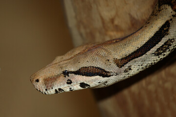 Dunkler Tigerpython / Burmese python / Python molurus bivittatus.