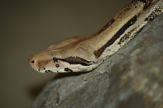 Dunkler Tigerpython / Burmese python / Python molurus bivittatus.