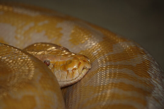 Dunkler Tigerpython / Burmese python / Python molurus bivittatus.