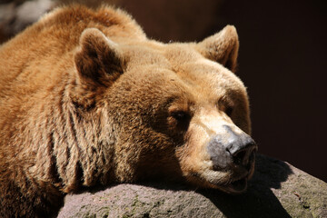 Obraz premium Europäischer Braunbär / European brown bear/ Ursus arctos arctos