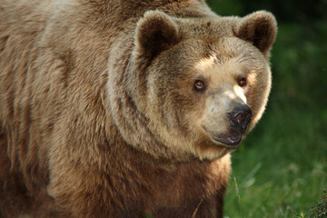 Obraz na płótnie Canvas Europäischer Braunbär / European brown bear/ Ursus arctos arctos