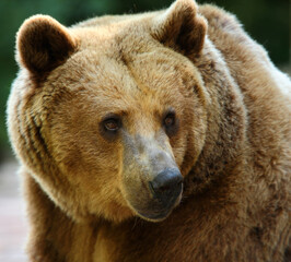 Obraz premium Europäischer Braunbär / European brown bear/ Ursus arctos arctos