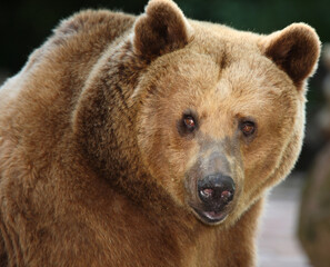 Europäischer Braunbär / European brown bear/ Ursus arctos arctos