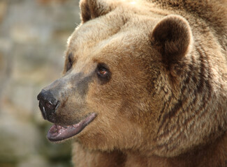 Naklejka na ściany i meble Europäischer Braunbär / European brown bear/ Ursus arctos arctos