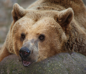 Europäischer Braunbär / European brown bear/ Ursus arctos arctos