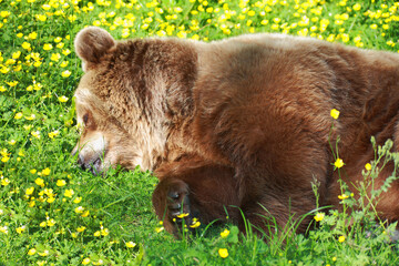 Obraz na płótnie Canvas Europäischer Braunbär / European brown bear/ Ursus arctos arctos.