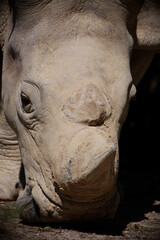 Fototapeta premium Breitmaulnashorn / Square-lipped rhinoceros / Ceratotherium simum