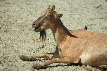 Daghestanischer Tur / East Caucasian tur / Capra ibex cylindricornis.