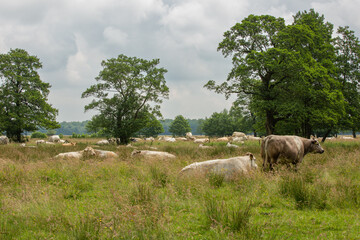 A herd of resting and ruminating nature cows among long grass in the stream valley of Andersche deep in the Dutch province of Drenthe near the town of Anderen 