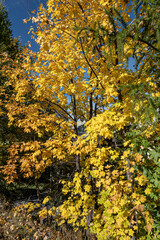 Trees in autumn fall season as seen in the mountains near Briancon in the Provence-Alpes-Côte d'Azur region in Southeastern France, France