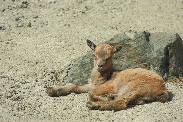 Fototapeta premium Daghestanischer Tur / East Caucasian tur / Capra ibex cylindricornis