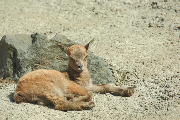 Daghestanischer Tur / East Caucasian tur / Capra ibex cylindricornis