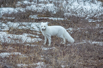 artic fox with mouse in mouth