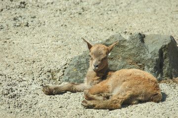 Daghestanischer Tur / East Caucasian tur / Capra ibex cylindricornis
