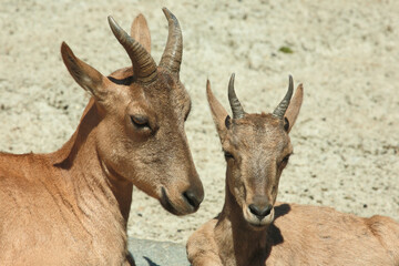 Daghestanischer Tur / East Caucasian tur / Capra ibex cylindricornis