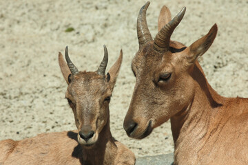 Daghestanischer Tur / East Caucasian tur / Capra ibex cylindricornis