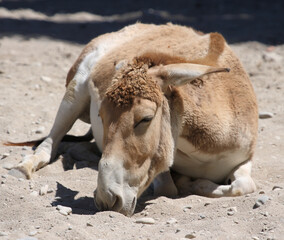 Asiatischer Esel / Onager / Equus hemionus