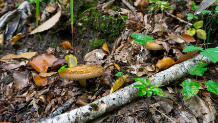 Funghi in un bosco in mezzo a foglie secche, autunno