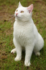 Hauskatze / Domestic Cat / Felis domestica