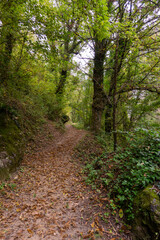 Sentiero nel bosco con foglie secche, autunno