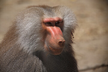 Mantelpavian / Hamadryas baboon / Papio hamadryas.